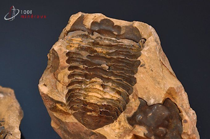 trilobite-calymene-fossiles