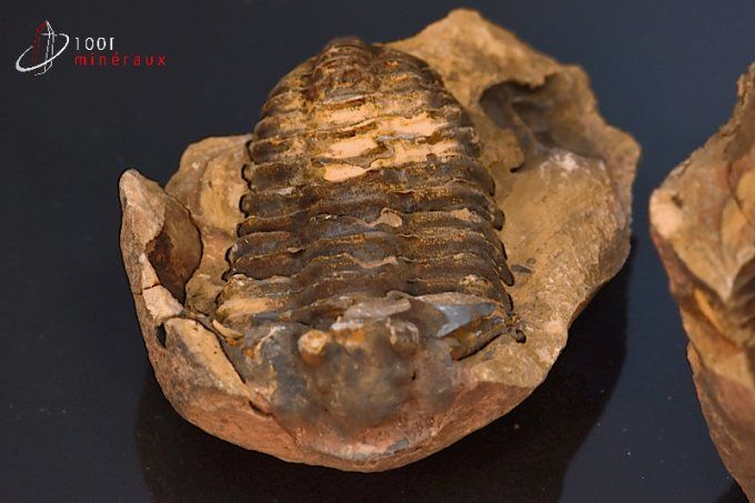 trilobite-calymene-fossiles