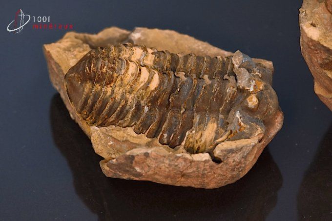 trilobite-calymene-fossiles