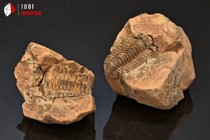 trilobite_calymene_fossiles