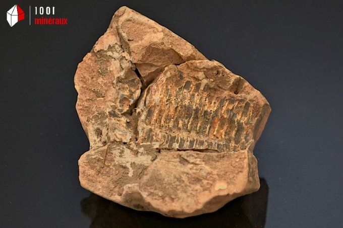 trilobite_calymene_fossiles