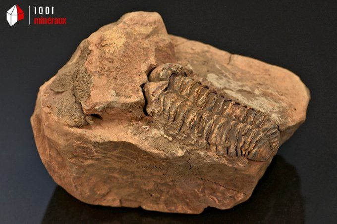 trilobite_calymene_fossiles