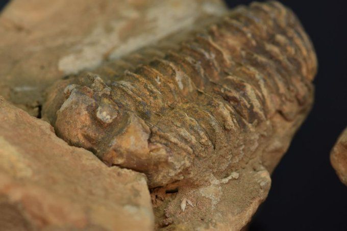 Trilobite calymène en nodule - Maroc - Fossiles 8,2 cm / 277g / AG851