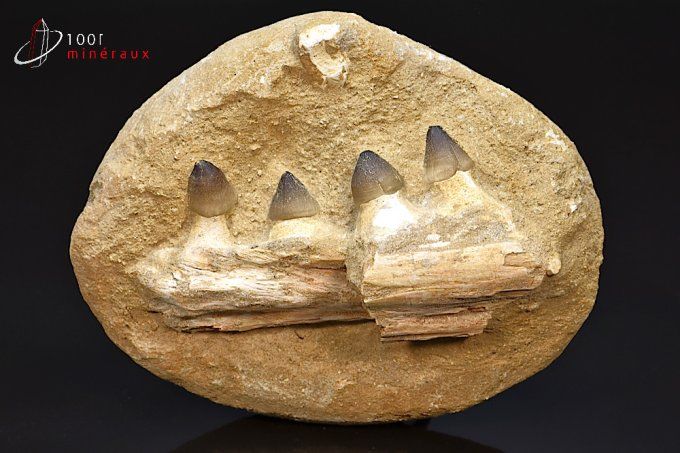 mâchoire partielle fossile reconstituée de mosasaurus 