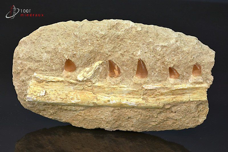 Mâchoire de Mosasaurus reconstituée sur matrice avec 5 dents-Maroc-fossiles 23,5 cm / 1,94 kg /AG879