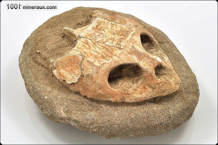 Parties d'un crâne de Lytoloma elegans reconstitué - Maroc - Fossiles 12.5 cm / 1460g / AG882 
