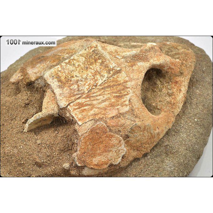 crane-lytoloma-fossile-maroc