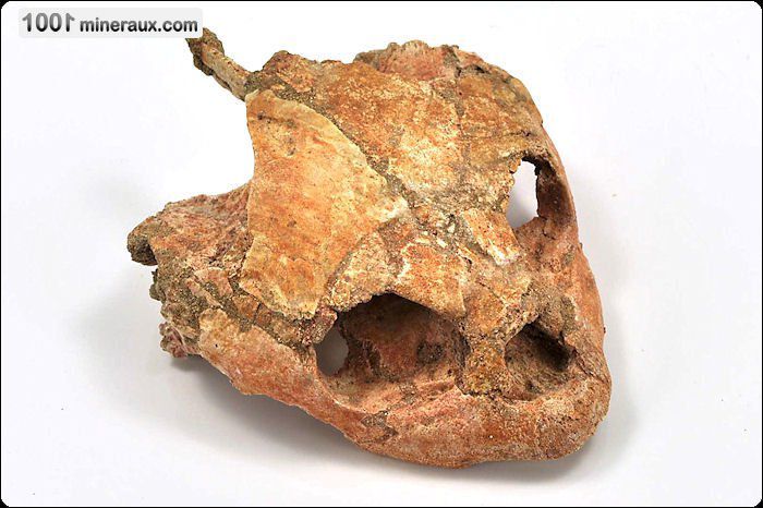 Parties d'un crâne de Lytoloma elegans reconstitué - Maroc - Fossiles 12.5 cm / 167g / AG885