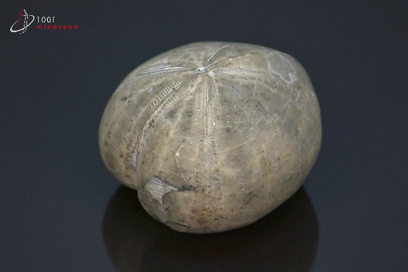 Oursin fossile micraster - Espagne - Fossiles 4 cm / 75g / AJ261