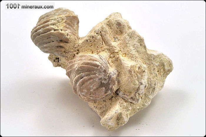 Rhynchonelle - France - Fossiles 9.8 cm / 226g / AJ277