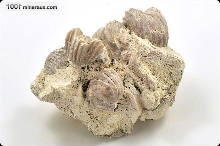 Rhynchonelle - France - Fossiles 10.6 cm / 440g / AJ278