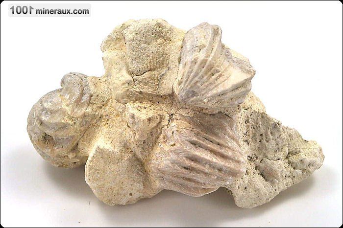 Rhynchonelle - France - Fossiles 9.6 cm / 264g / AJ280