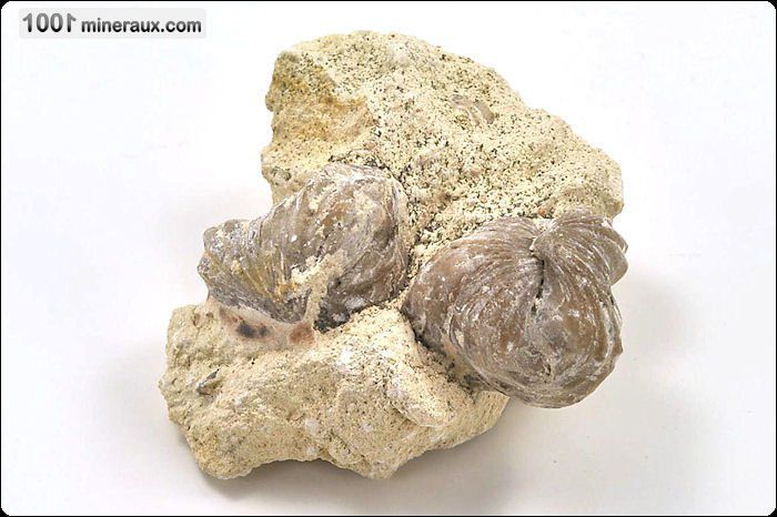 Rhynchonelle - France - Fossiles 7.8 cm / 192g / AJ283