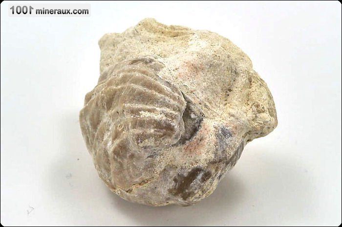 Rhynchonelle - France - Fossiles 3.5 cm / 34g / AJ290