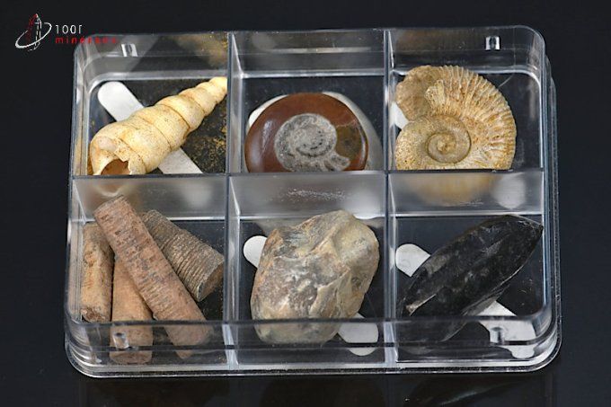 lot de six fossiles présentes en boitier
