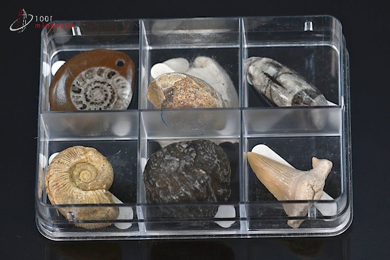 Boîte de fossiles - 6 échantillons / 76g / AJ33