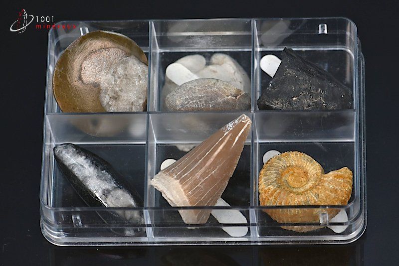 Boîte de fossiles - 6 échantillons / 76g / AJ36