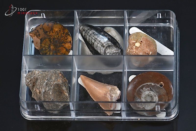 Boîte de fossiles - 6 échantillons / 73g / AJ39