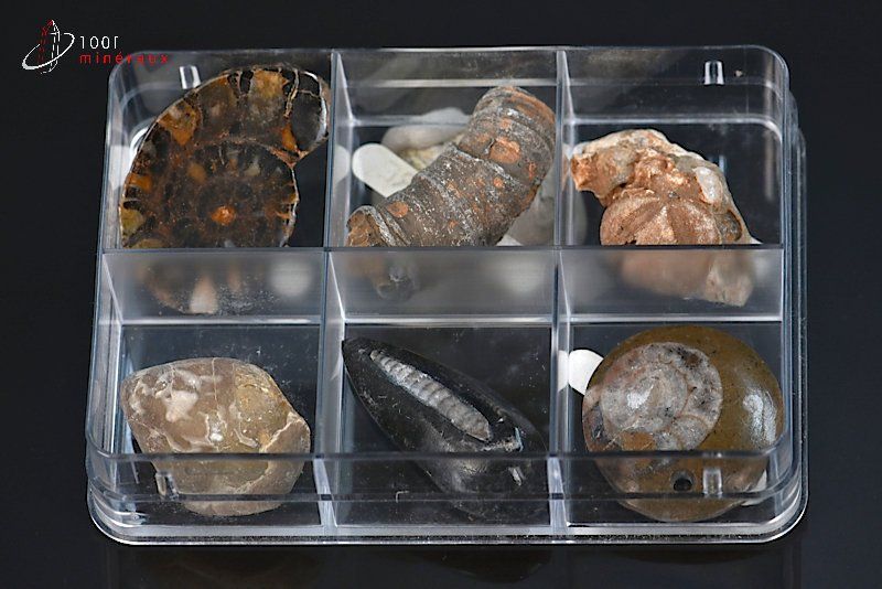 Boîte de fossiles - 6 échantillons / 77g / AJ42