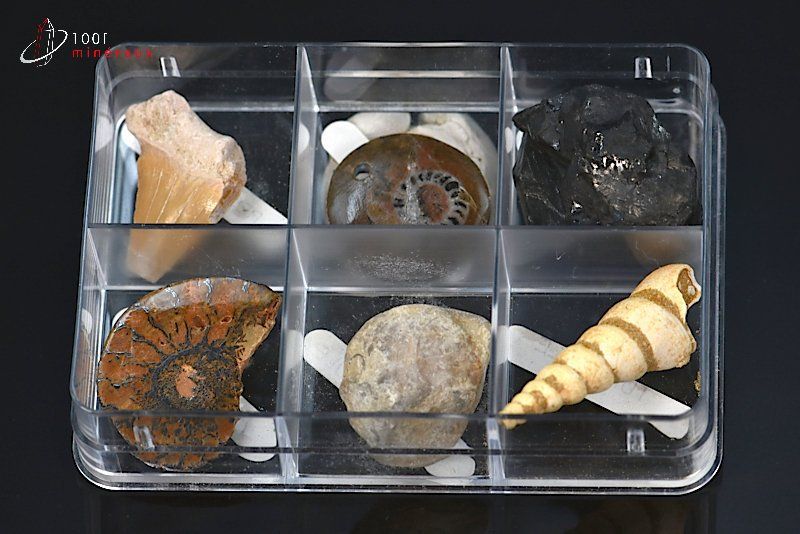 Boîte de fossiles - 6 échantillons / 66g / AJ43