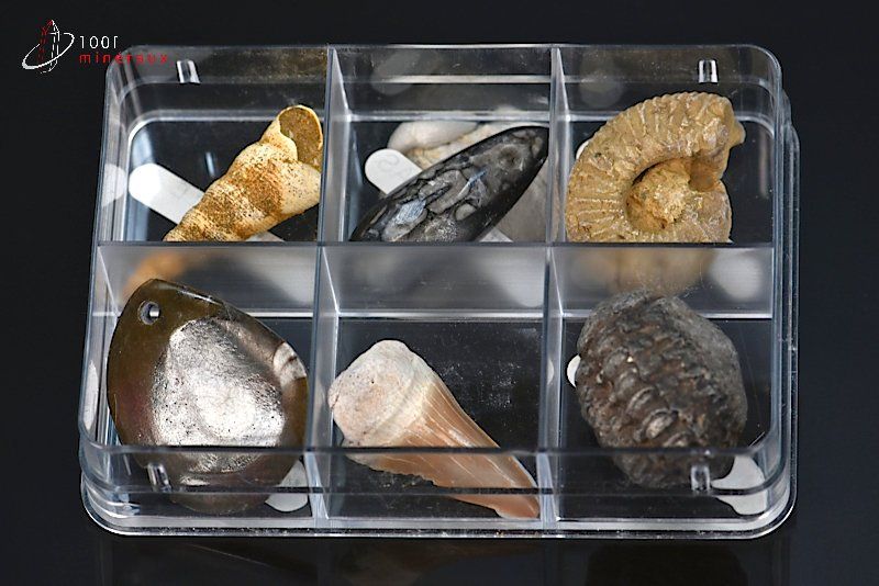 Boîte de fossiles - 6 échantillons / 78g / AJ44