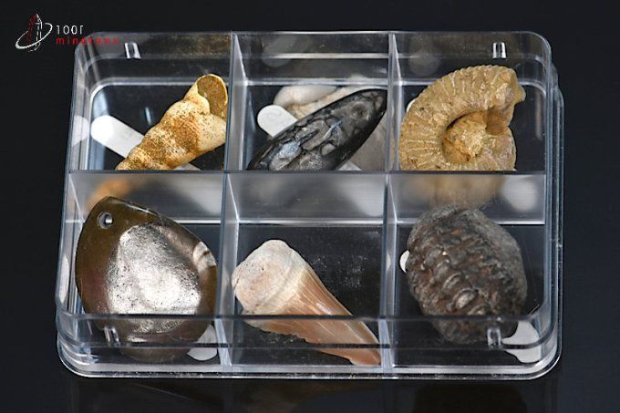 lot de six fossiles présentes en boitier