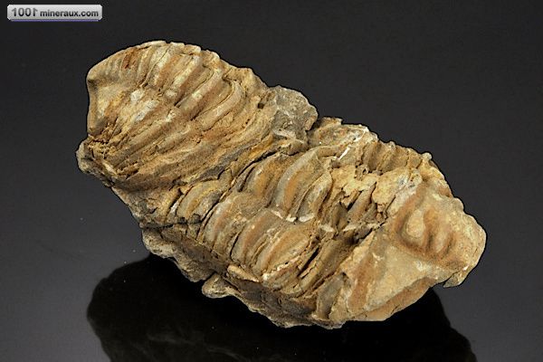 Trilobite Calymene - Maroc - fossiles 7,5 cm / 97g / AK318