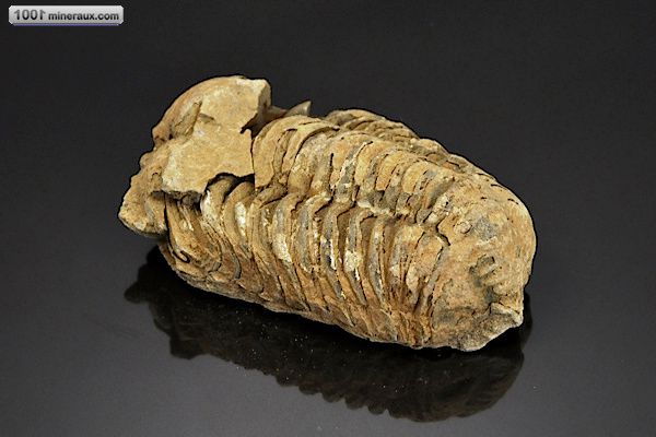Trilobite Calymene - Maroc - fossiles 6,5 cm / 52g / AK319