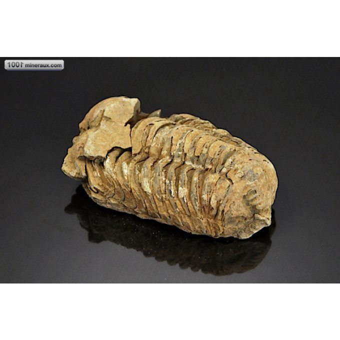 trilobite-calymene-fossiles-maroc