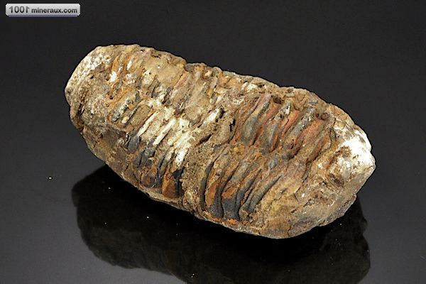 Trilobite Calymene - Maroc - fossiles 7 cm / 72g / AK320