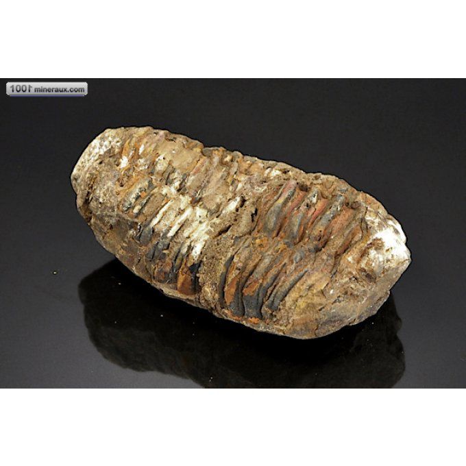 trilobite-calymene-fossiles-maroc
