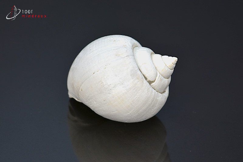 Natica fossile - France - Fossiles 4.2 cm / 28g / AK692