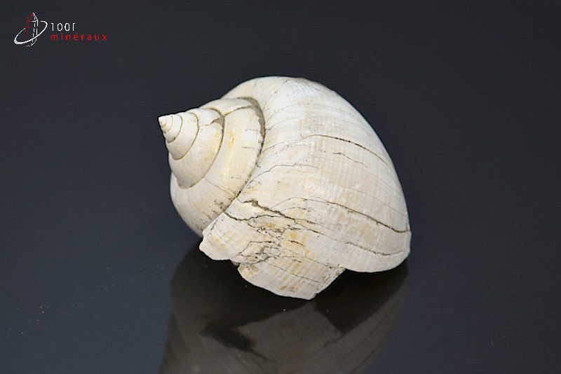 Natica fossile - France - Fossiles 4,2 cm / 24g / AK693