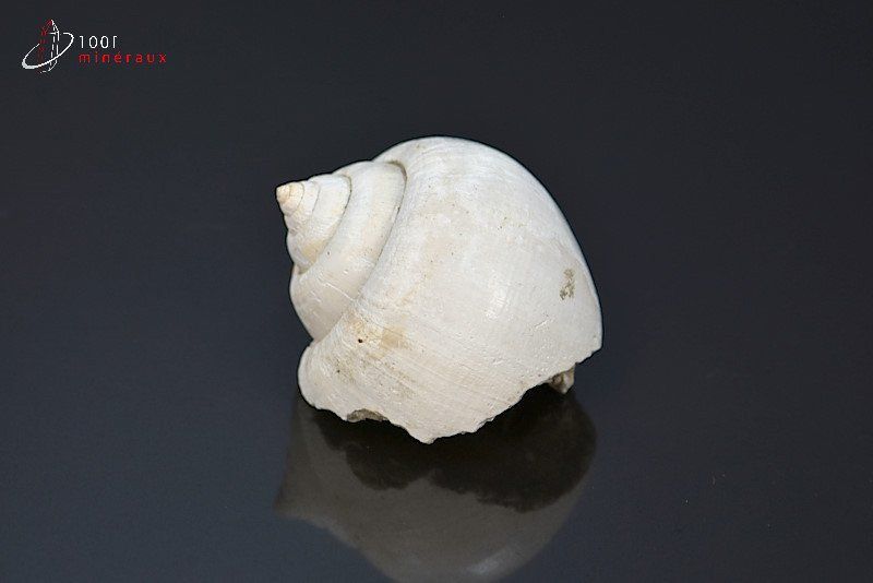 Natica fossile - France - Fossiles 3.4 cm / 18g / AK697
