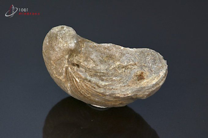 huitre fossile gryphaea