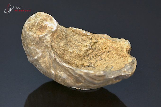 huitre fossile gryphaea