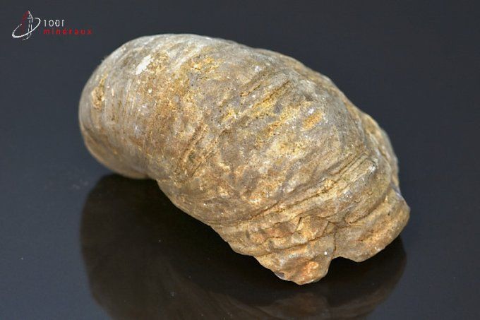 huitre fossile gryphaea