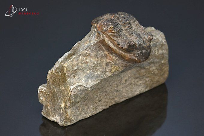 trilobite odontochile fossile