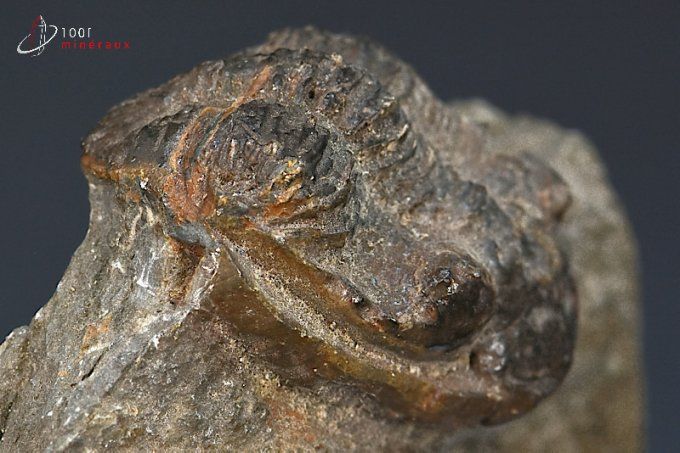 trilobite odontochile fossile