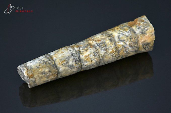 orthoceras fossiles