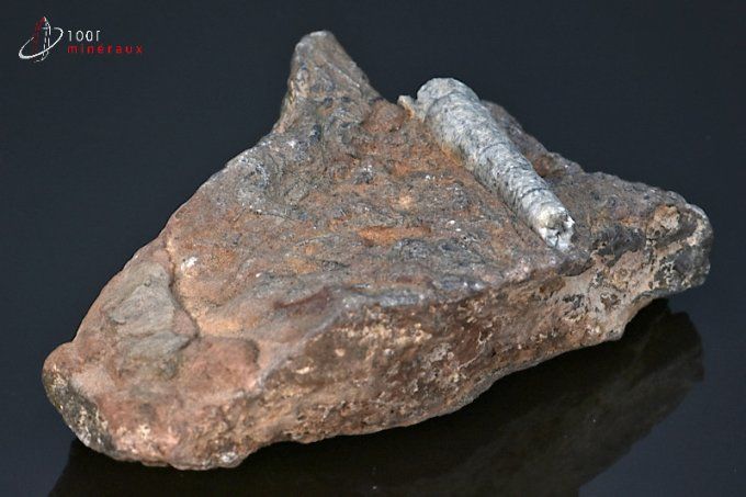 orthoceras fossiles