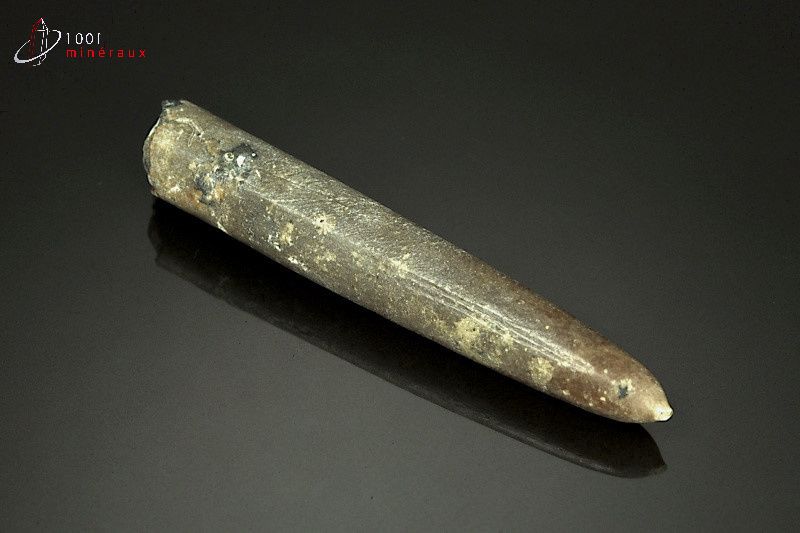 Rostre de Belemnite - France - Fossiles 8.3 cm / 21g / AK813