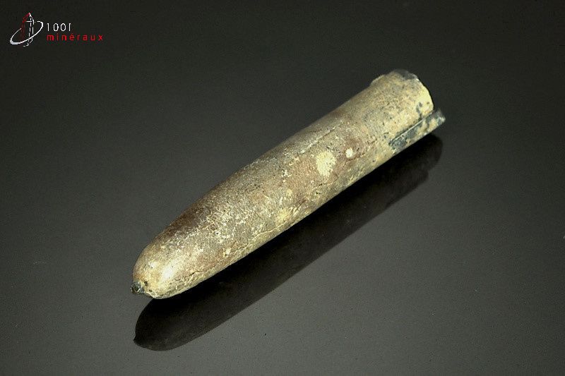 Rostre de Belemnite - France - Fossiles 7.3 cm / 22g / AK817