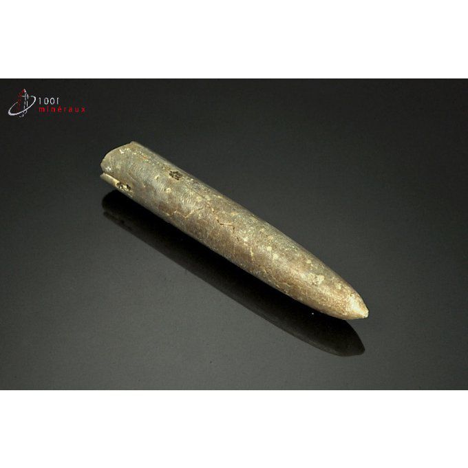 belemnite-rostre-fossile-france