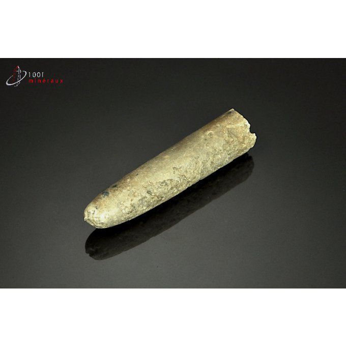 belemnite-rostre-fossile-france