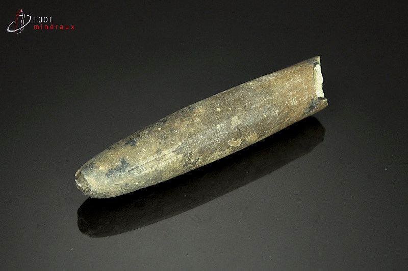 Rostre de Belemnite - France - Fossiles 7.3 cm / 28g / AK821
