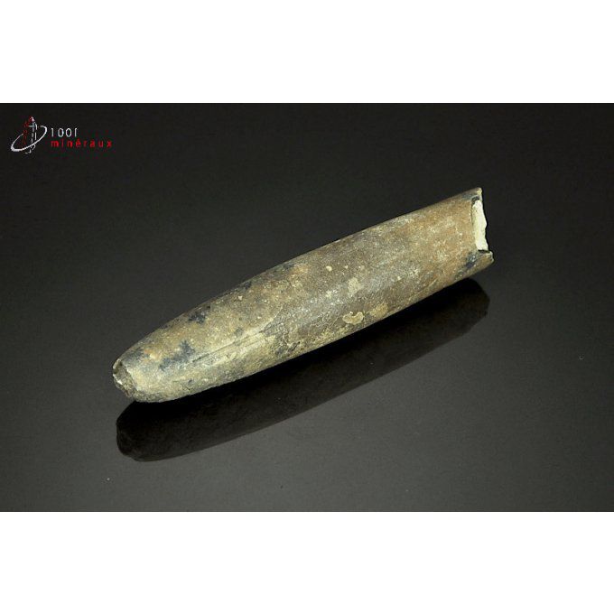 belemnite-rostre-fossile-france