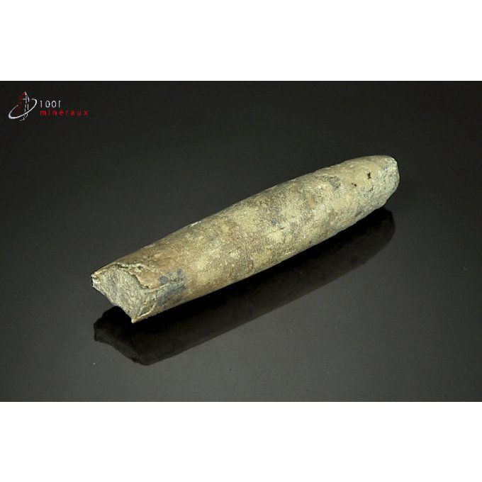 belemnite-rostre-fossile-france