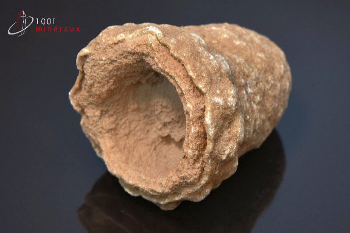 stromatolite-fossiles