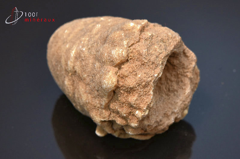 Stromatolite brut - Maroc - Fossiles 5,5 cm / 137 g / AK996